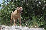 CANE CORSO 064